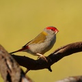 Red-browed-finch-IMG 8897 DxO