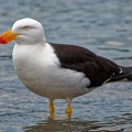 Pacific-Gull-IMG 8769 DxO