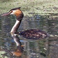 Great-Crested-Grebe-IMG 6138 DxO