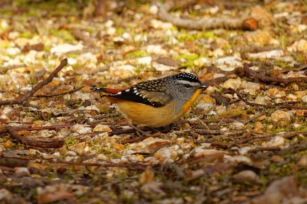 Spotted-Pardalote-IMG 0322 DxO