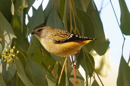 Spotted-Pardalote-IMG 0402 DxO
