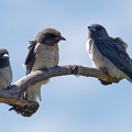 White-breasted-Woodswallow-IMG 2327 DxO
