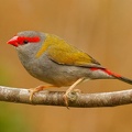 Red-browed-Finch-IMG 1318 DxO
