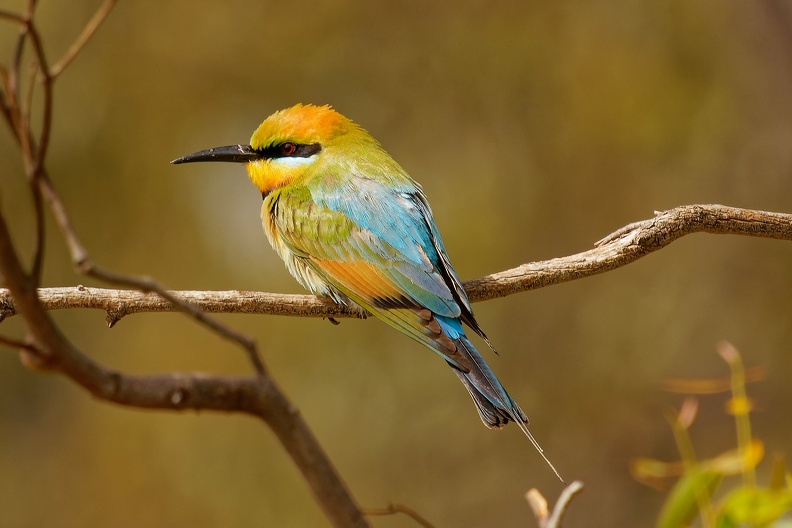 Rainbow-Bee-eater-IMG_2317_DxO.jpg