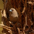 Dusk-Woodswallow-nest-IMG_2786_extender.jpg