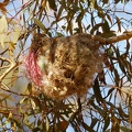 Olive-backed-Oriole-nest-IMG 2742 DxO