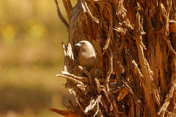Dusky-Woodswallow-nest-IMG 2784 DxO