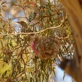 Oriole-nest-IMG 2874 DxO