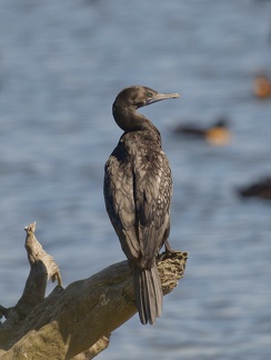 Little-Black-Cormorant-IMG 3334 DxO