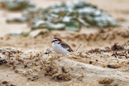 Red-capped-Plover-IMG 4398 DxO