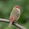 Red-browed-Finch-IMG 4450 DxO