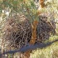 Wedge-tailed-Eagle-nest-IMG_5985_DxO.jpg