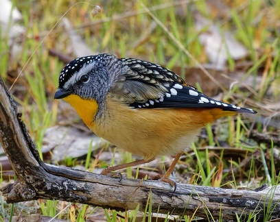 Spotted-Pardalote-IMG 7284 DxO