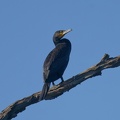 Great-Cormorant