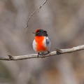 Red-capped-Robin-IMG 9765 DxO