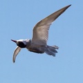 Whiskered-Tern-IMG 0874-gigapixel-standard-scale-2 00x-cropped-SharpenAI-Motion