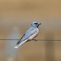 White-browed-Woodswallow-F-IMG 9232-gigapixel-standard-scale-2 00x-cropped-SharpenAI-Focus