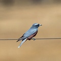 White-browed-Woodswallow-M-IMG 9215-gigapixel-standard-scale-2 00x-cropped-SharpenAI-Focus