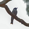 Masked-Woodswallow-IMG_7249-gigapixel-standard-scale-2_00x-cropped-DeNoiseAI.jpg