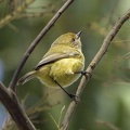 Yellow-Thornbill-IMG 1271-gigapixel-standard-scale-3 91x-cropped