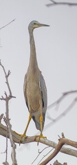 White-faced-Heron-IMG 0986-gigapixel-standard-scale-3 91x-cropped