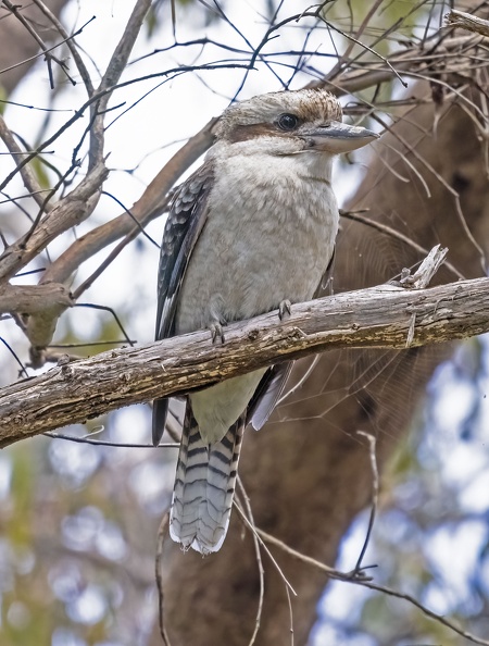 Kookaburra-IMG_0527.jpg