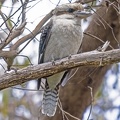 Kookaburra-IMG 0527