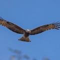 Square-tailed-Kite-IMG 0636