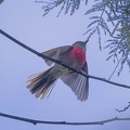 Pink-Robin-IMG 1819