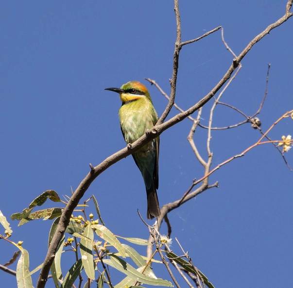 Rainbow-Bee-eater-IMG_2083.jpg