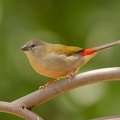 Red-browed-Finch-juv-IMG 2114 DxO