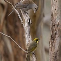 Grey-Shrike-Thrush-Yellow-tufted-HE-IMG_7990_DxO.jpg