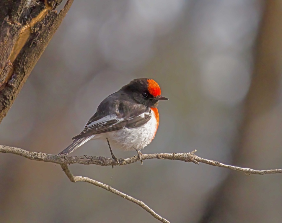 Red-capped-Robin-IMG 3970