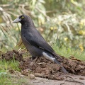 Pied-Currawong-IMG 5043 DxO