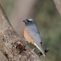 White-browed-Woodswallow-IMG 5449 DxO