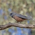 White-browed-Woodswallow-IMG 5459