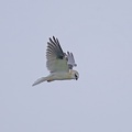 Black-shouldered-Kite-IMG 5498