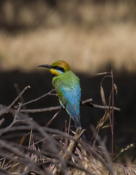 Rainbow-Bee-eater-IMG_5724.jpg