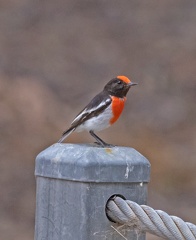 Red-capped-Robin-IMG 5764