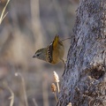 Spotted-Pardalote-IMG 7360 DxO