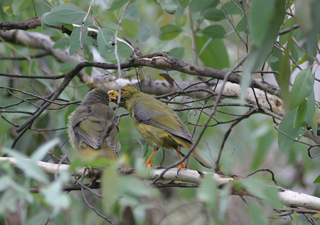 bellbird-feeding-young