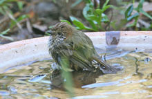striated-thornbill-bathing-1