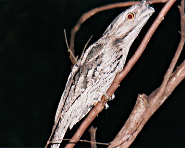 frogmouth310a.jpg