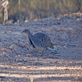 Mallee Fowl