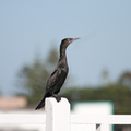 cormorant2