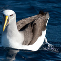bullers-albatross