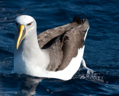 bullers-albatross