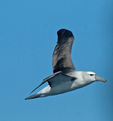 bullers-albatross2