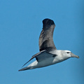 bullers-albatross2.jpg