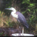 heron-white-necked1